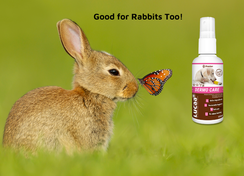 natural wound cleaner for rabbits