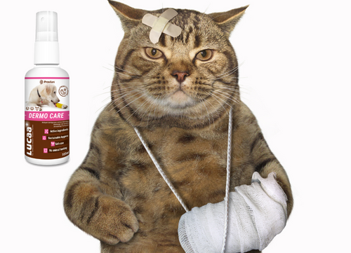 Wound care spray for cats