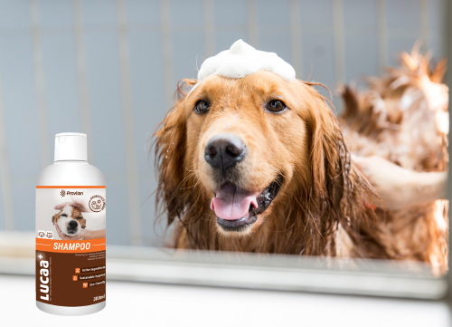 natural pet shampoo for itchy dogs