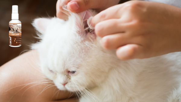 Probiotic ear cleaner for cats