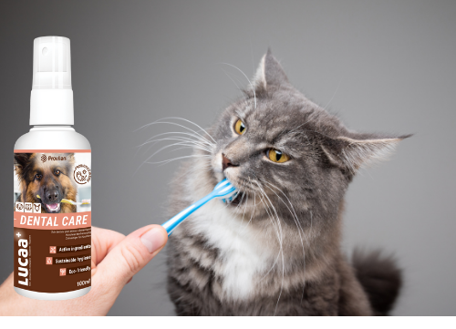 LUCAA+ Probiotic Dental Care for Cats