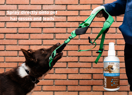 Lead and harness cleaner for allergic dogs