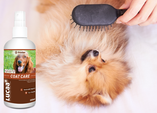 Natural coat care for dogs