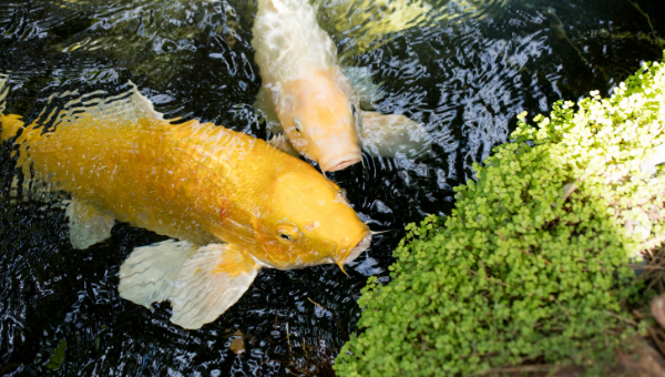 natural pond cleaner for koi carp