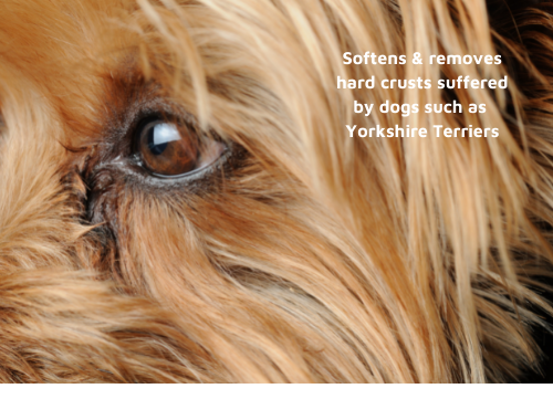 Yorkshire Terrier eye care