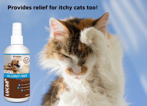 natural spray for itchy cats