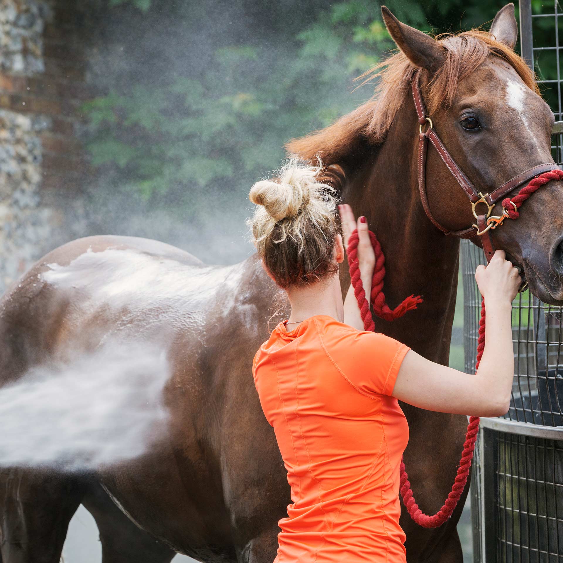 Probiotic Product Improves Horse's Atopic Feather Mite Allergy