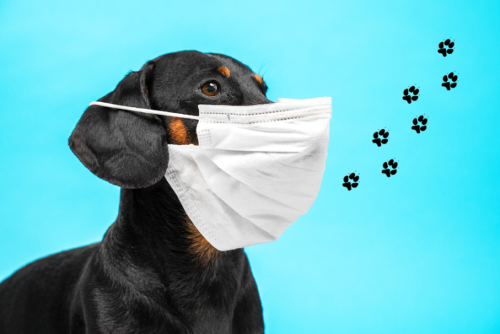 cleaning products making pet sick