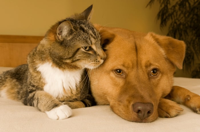 Animal Care & Hygiene Probiotic Products