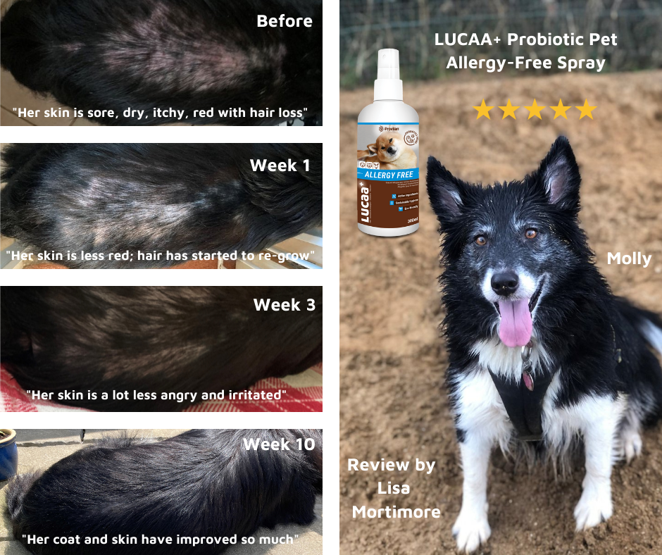 Lisa Mortimore and Molly LUCAA+ Pet Allergy-Free Spray Review