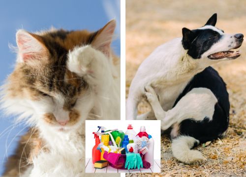 cleaning products that are harmful to cats and dogs