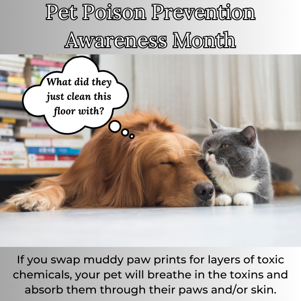 chemicals cleaning products are pet poisons that can make your pet sick
