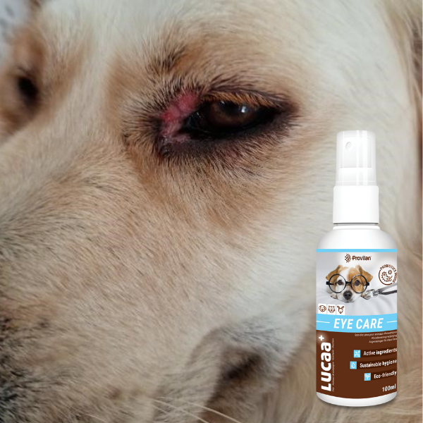 natural eye care for dogs - probiotic eye care case study